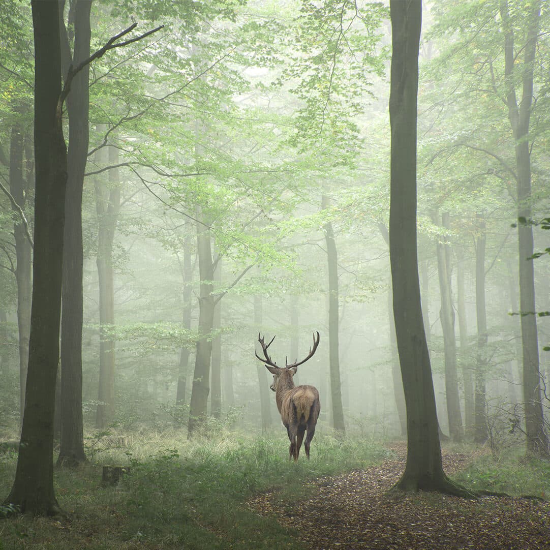 Tranquil Woodland Escape